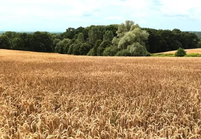 Działka na sprzedaż 1450m2