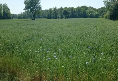 Działka na sprzedaż 2800m2