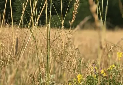 Działka na sprzedaż 2600m2