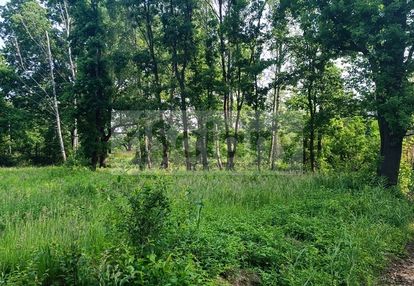 Na działce piękny starodrzew