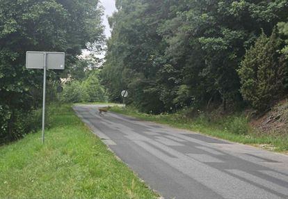 Działka z widokiem na las, 1810m2 w kadzidle