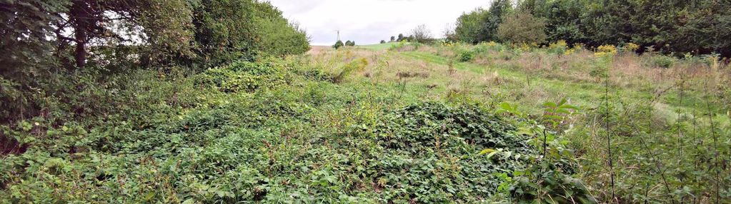 Działka zabudowana plus druga zalesiona w cenie