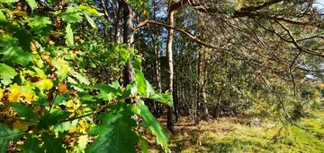 Działka leśna w pukininie/rawa mazowiecka