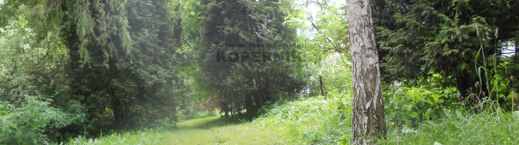 Las w kawęczynie gm. obrowo