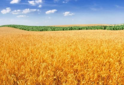 Działka usługowa na sprzedaż okolice zielniki