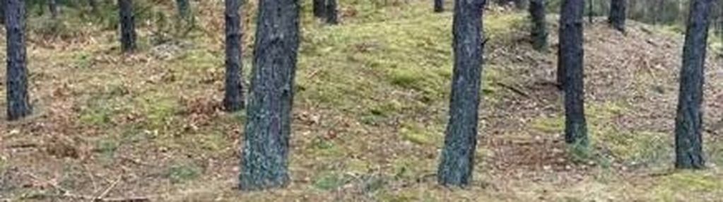 Działka leśna 2,31 ha, w łosie koło radzymina