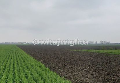 Działka w żernikach wrocławskich