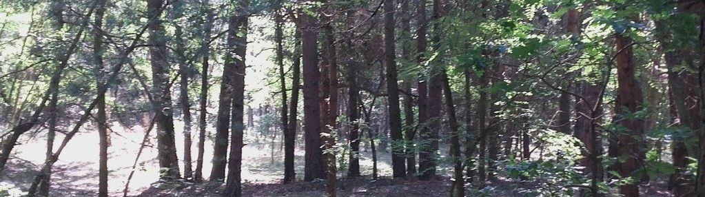 Działki 3300m2/2.5ha, stefanów