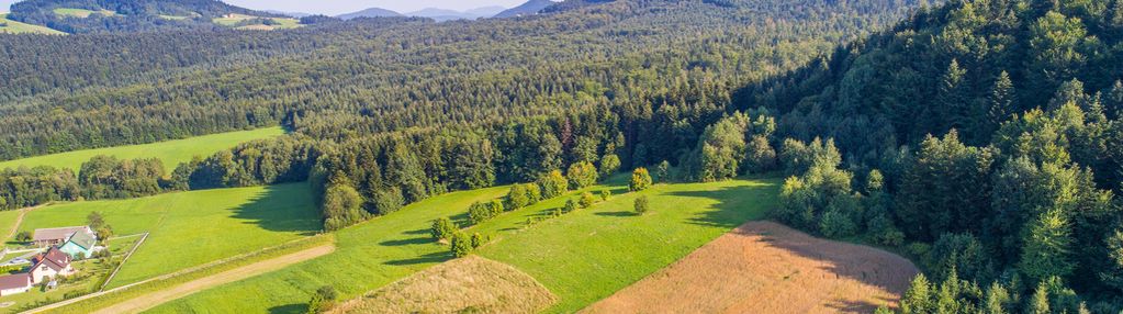 Widokowa działka grybów -ptaszkowa