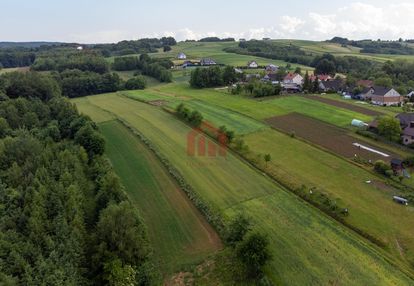 Działka budowlana z widokiem na iglasty las