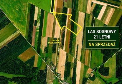 Las sosnowy 21-letni * tymianka nurzec-stacja