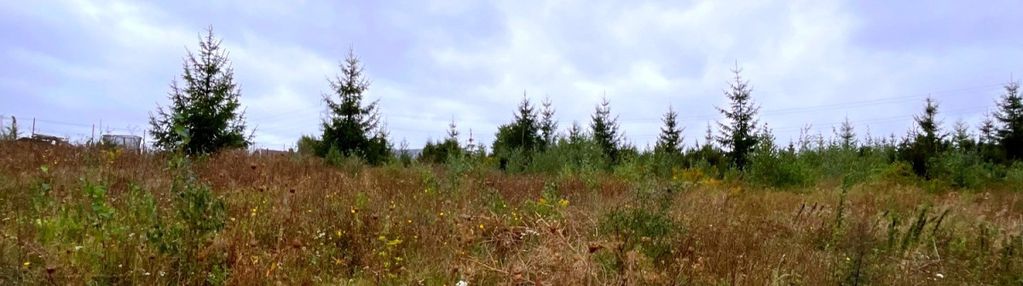 Działki w kolinczu z dala od ulicy