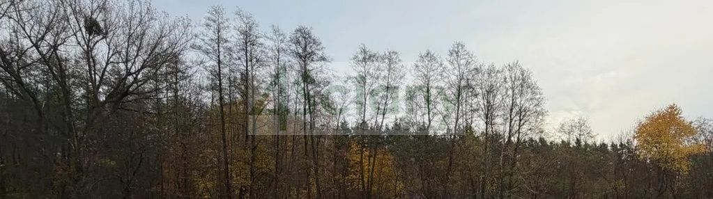 Działka na granicy z lasem