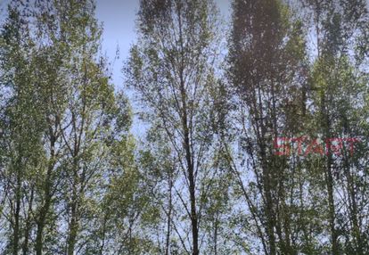 Działka rod siekierki 630 m2 - 95000 pln
