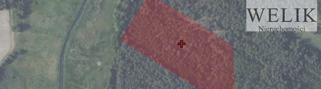 Las 2,5 ha wisznice kolonia