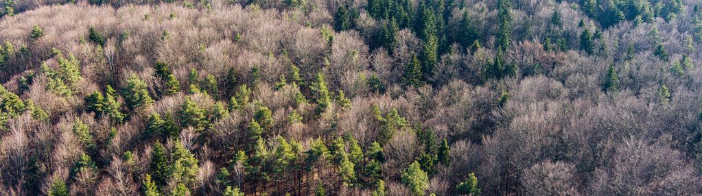 Działka leśna- olszowa-zakliczyn -małopolska