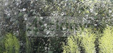 Atrakcyjna działka komorów wieś