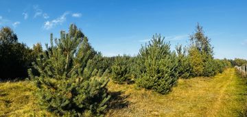 Działka rolno-budowlana 8800 m2, żurawka