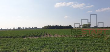 Duża działka rolna - uprawiana