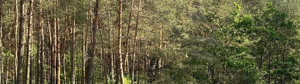 Działka o pow.6883 m² w zielonej okolicy.