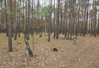 Działka leśna - w bardzo dobrej cenie