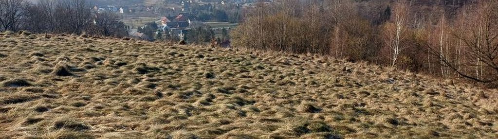 Działka w królowej górnej 60ar