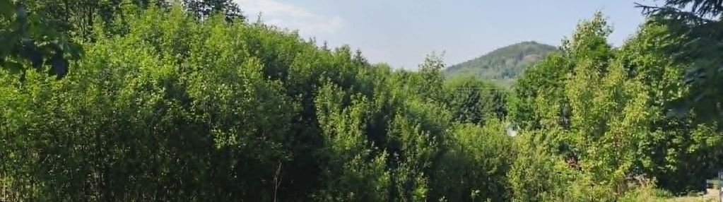 Kameralna działka pod lasem ze starym sadem