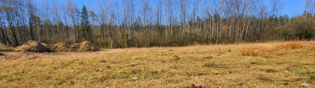 Nad jeziorem, przy lesie.