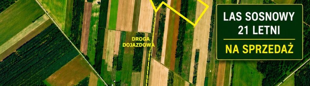Las sosnowy 21-letni * tymianka nurzec-stacja