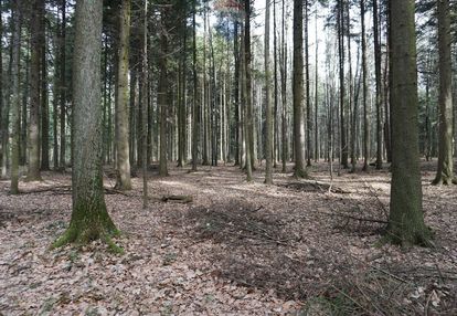 Działka leśna budzów, małopolskie