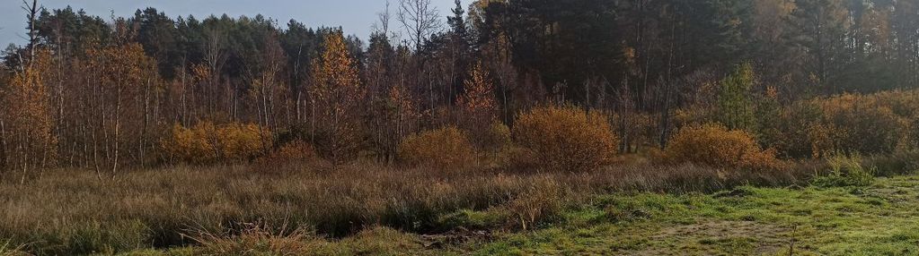 Leśniewo - działka 2369m2 z wz z 2024r.