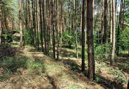 Sokolniki Las,działka leśna z możliwością zabudowy
