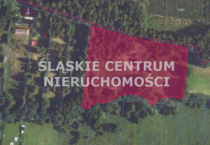 Duża działka siedliskowa z lasem sieraków jura