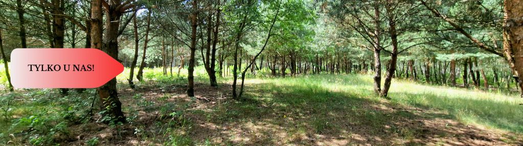 Działki budowlane w lesie blisko poznania!