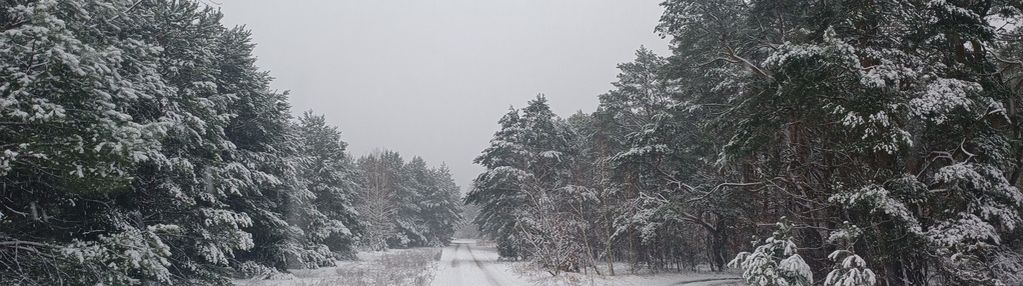 Cicha, piękna działka w falenicy