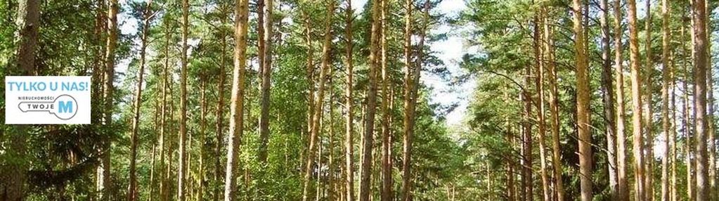 Na sprzedaż las o powierzchni 43,1ha gm.chmielnik