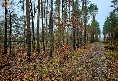 Cicha leśna działka z dobrym dojazdem / skm