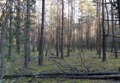 Las w miejsc. kąty gmina mały płock powiat kolno