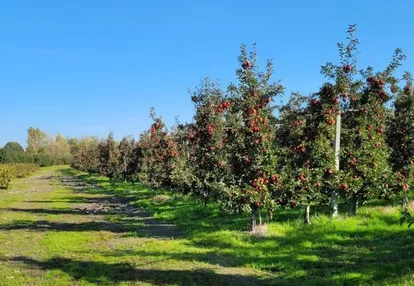 Działka na sprzedaż 3800m2