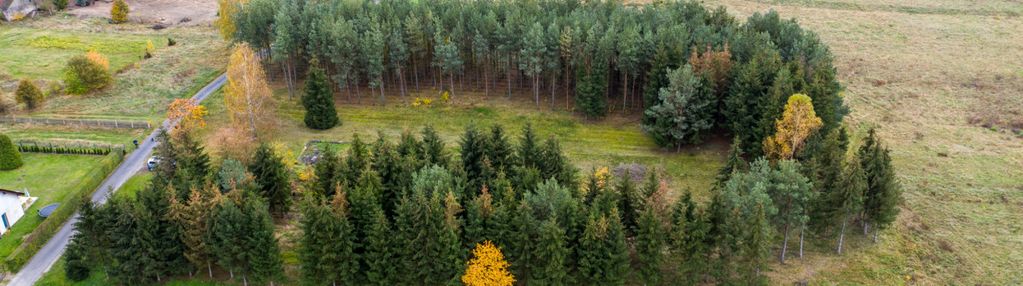 Duża działka 1,03 ha z zagajnikiem w tomisławiu!