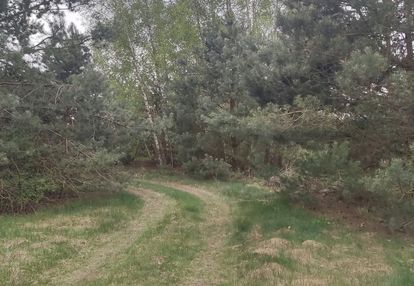 Działka z dostępem do wody, linią brzegową, las,