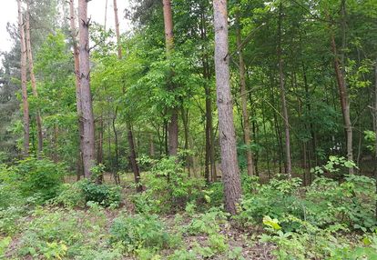 ⭐⭐⭐⭐⭐ działka w okolicy hotelu afrodyta ⭐⭐⭐⭐⭐