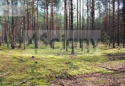 Wawer - radość, działka leśna, inwestycyjna