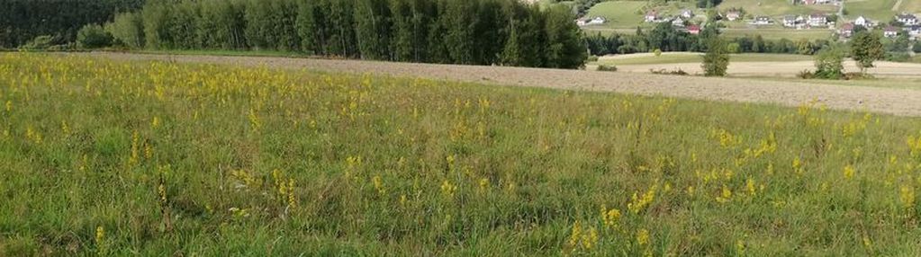 Działka widokowa 74,28ar długołęka-świerkla