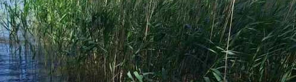 Działka z linią brzegową, siedlisko z sadem i las