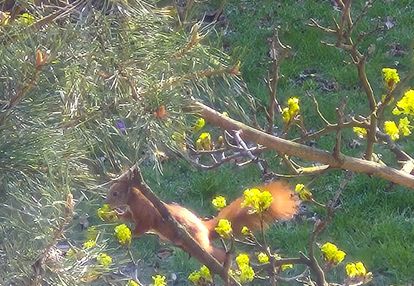 Wymiana elektryki-54m2-rozkład-med.miejskie-balkon