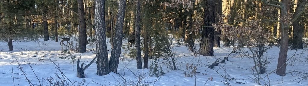 1000 m² zielonej działki na lekkim wzniesieniu