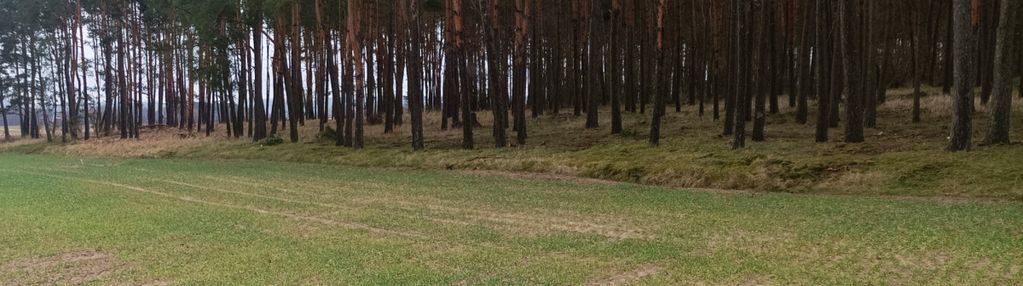 Piękna spokojna okolica ze ścianą lasu!!!