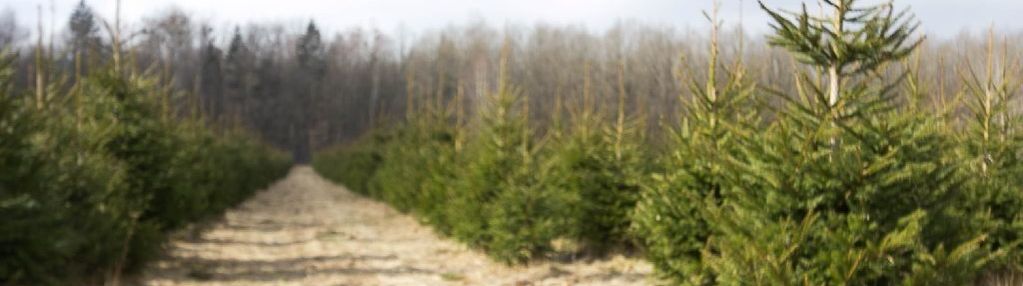 Białowieża / pogorzelce - działki budowlane