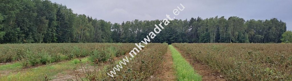 Duża działka, osiedle/usługi, mpzp - okazja!